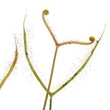 (食虫植物)ヨツマタモウセンゴケ 3号(1ポット) 本州・四国限定[生体]