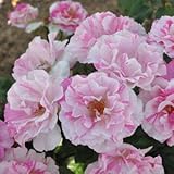 バラ苗 バランゴ 国産大苗ドリュオリジナル角鉢6号 四季咲き中輪 複色系 フレンチローズ（ドリュ）