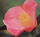 ミニ椿 港の曙 12cmポット 1本