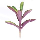 Kangnice人工プラスチックミニチュア多肉植物植物花ホームガーデンオフィス装飾