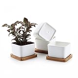T4U 8.5CM 陶器鉢 白 スクエア NO.1 植木鉢 多肉植物 サボテン鉢 竹トレイ付き 4個入り