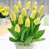 秋植え球根 チューリップ キャンデラ 7球パック