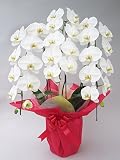 母 誕生日の祝 花/胡蝶蘭 ギフト 期日指定可商品