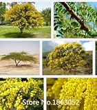 推進新しい家の庭の植物100種GOLDEN MIMOSAアカシアの種子Baileyanaイエローワトルツリーフラワーシーズ11月