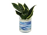 花市場直送便 サンスベリア(カラーサンド植え) サークルL ブルー