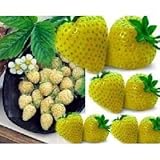 不思議なイエローイチゴ 8粒