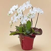 Amazon Co Jp 売れ筋ランキング 胡蝶蘭 の中で最も人気のある商品です