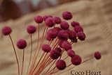 ~Coco Heart~　アマレリー　ライラックピンク　３０本　（木の実・ドライフラワー）