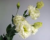 プリティマーメイド 生花 切花 切り花 トルコヤエY&G イエローダンスなど 5本