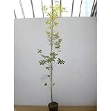 【5本セット】 コナラ 樹高1.5m前後 18cmポット こなら 苗木 植木 苗 庭木 生け垣