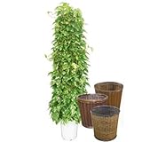ポトス 10号サイズタワー仕立て -Type2【バスケット(鉢カバー) 付き】 バスケット02