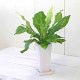(観葉)シダ アスプレニウム アビス ～陶器鉢植え(タワーS WH)～ 本州・四国限定[生体]