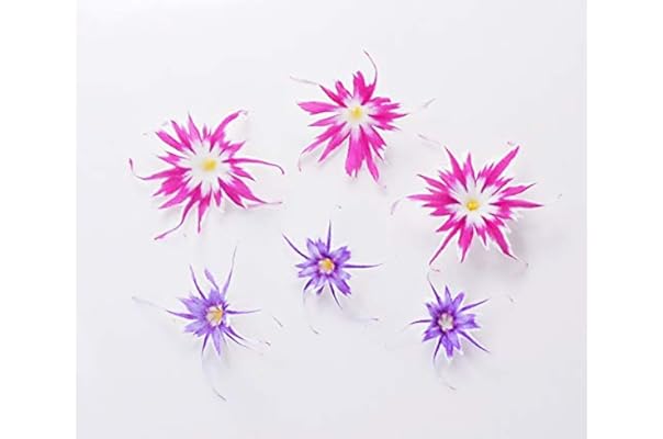 Amazon 洗わなくていい野菜 エディブルフラワー 食用花 ポップスター10輪 安心安全の野菜工場栽培 クリーンリーフ信州 食用花 通販