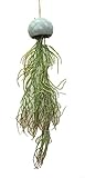 萩原 人工観葉植物 「シンディー」 約60cm 光触媒加工 ハンギングプランター 159019510