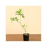 苗：まゆみ（オス木)