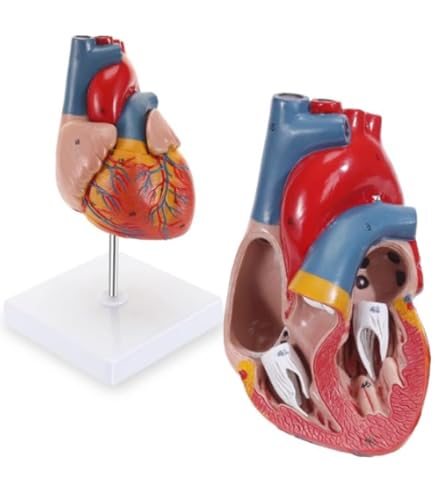 Amazon.co.jp: SKUMOD心臓モデル 実物大 人間心臓模型 等身大 人間心臓