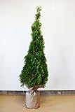 自信の自家生産 コニファー エメラルド 120-150cm 生垣 目隠し にオススメ！ 植木 苗木