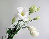 トルコキキョウ 八重 生花 切り花 ホワイト キングオブスノーなど5本