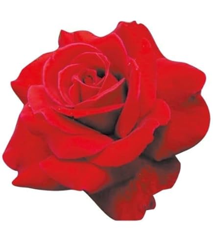 スタンダード仕立てバラ苗　(藤色、四季咲き) Amazon.co.jp: スタンダード仕立てバラ新苗（藤色,四季咲き