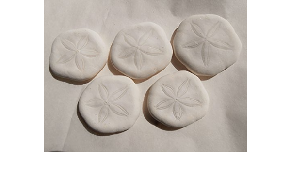 Amazon Co Jp 天然素材 サンドダラー タコノマクラ 5pセット ハワイアンインテリア 手作り雑貨工作材料 ホビー 通販