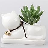 白い 眠い猫　動物 セラミックス 陶器 磁器 トレイ ベース 鈴 植木鉢 多肉植物 ミニ景観 盆栽 プランター モス 苔 コケ モストレ サボテン ファーン フラワーポット 花器