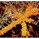 シーベリー（沙棘・サジー）：ヘルゴ（メス木）3～3.5号ポット[苗木] ノーブランド品