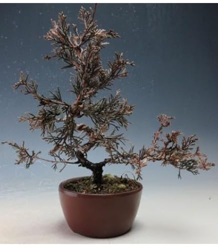 Amazon.co.jp: 盆栽 六角堂柳【現品】（3236） : DIY・工具・ガーデン