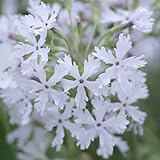 [ 日本桜草 ] 白蜻蛉