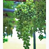 葡萄(ぶどう)苗木 ネヘレスコール