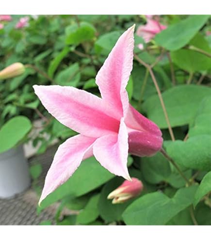 Amazon.co.jp: クレマチス ザ プレジデント 12cm苗 紫 【ラヌギノーサ