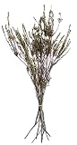 SuperMoss 27600 Dried Flowers - Erica, Natural, 3.5oz [並行輸入品]