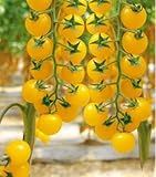 Tomato 200 seeds Hot Organic Vegetable Seeds 1