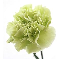 Amazon 生花 切り花 母の日限定 種類豊富 手作り アレンジ 花束 花材 ギフト 本数 色 セレクト 1本 グリーン 切り花 オンライン通販