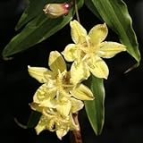 [ ホトトギス ] キバナノツキヌキホトトギス