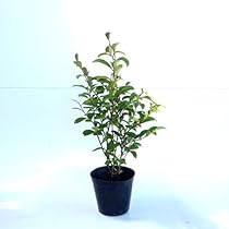 Amazon.co.jp: ヒサカキ 樹高0.3m前後 10.5cmポット 【 単 品