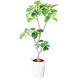 フィカス ウンベラータ ゴムの木 １０号 大鉢 観葉植物 本物 大型 インテリア １０号鉢 尺鉢