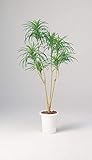 LION 人工植物　AS-YG15 品番57610
