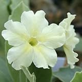 [ オーリキュラ ] クイーン・アレクサンドラ