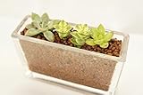 【手軽に観葉植物を楽しめます♪土を使っていないから衛生的でお部屋のインテリアにも】　観葉植物　ミニ多肉植物三種　横長ガラス鉢　ハイドロボール