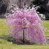 20 pcs fountain weeping cherry tree,DIY Home Garden Dwarf Tree, ornamental-plant bonsai sakura tree 