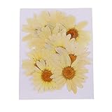 D DOLITY 10個　自然　乾燥した花　押し花　黄色の菊花　工芸品　愛好者　蝋燭/宝石作り　装飾　ドライフラワー