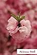 Address Book.: (Flower Edition Vol. E60)Pink Flower Design Glossy and Soft Cover, Large Print, Font, 6 X 9 for Contacts, Addresses, Phone Numbers, Emails, Birthday and More.