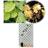 キウイ（オス木）：トムリ4～5号ポット[苗木] ノーブランド品