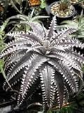 177. Dyckia Nickel Silver。ディッキア種子 10粒+α [並行輸入品]