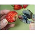 いちごのへた取り器　4個セット Strawberry huller 4 pcs [並行輸入品]