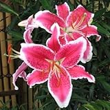 オリエンタルユリ　スターファイター　１球入