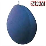 国華園　果樹苗　プルーン　スタンレイ　1株【※発送が国華園からの場合のみ正規品です】