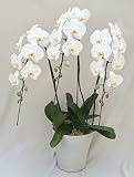 FLOWER GIFT ORCHID PHALAENOPSIS(WHITE JAMBO)for BUSINESS ANNIVERSARY, OPENING CELEMONY, CONGRATULATI