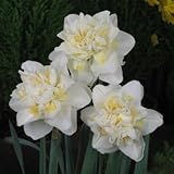 スイセン　ホワイトライオン　３球入