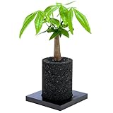 【eco-pochi】パキラ × エコポチ・シリンダー(円柱型通常サイズ)　黒